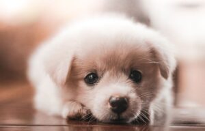 PET-FRIENDLY FENCING