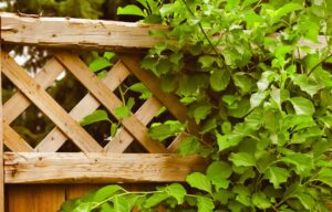 Handling creeping vegetation