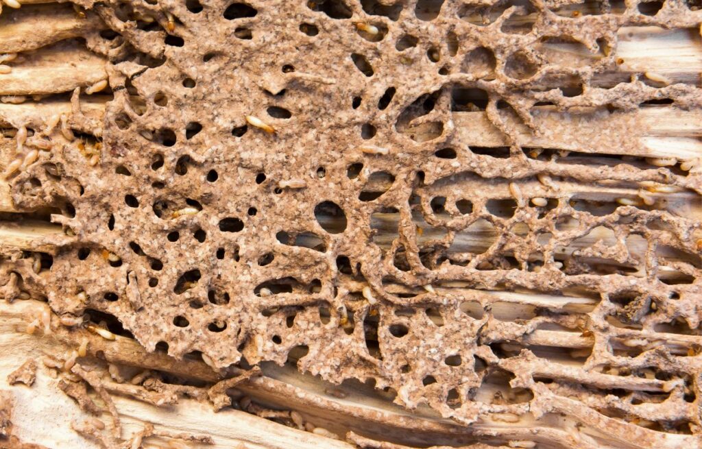 Wood Fencing and Termites